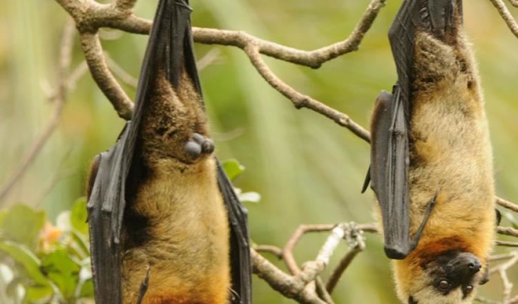 Madagascan flying fox Let the foxes fly IUCN