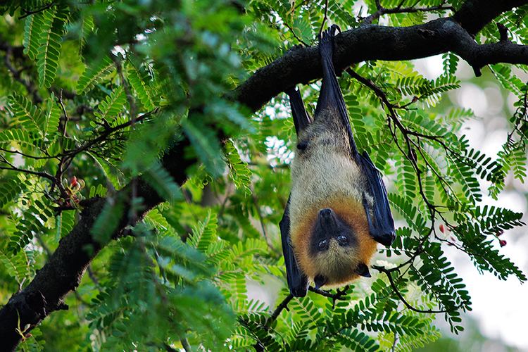 Madagascan flying fox Madagascar Flying Fox Sean Crane Photography