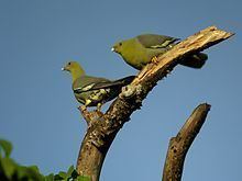 Madagascan green pigeon httpsuploadwikimediaorgwikipediacommonsthu