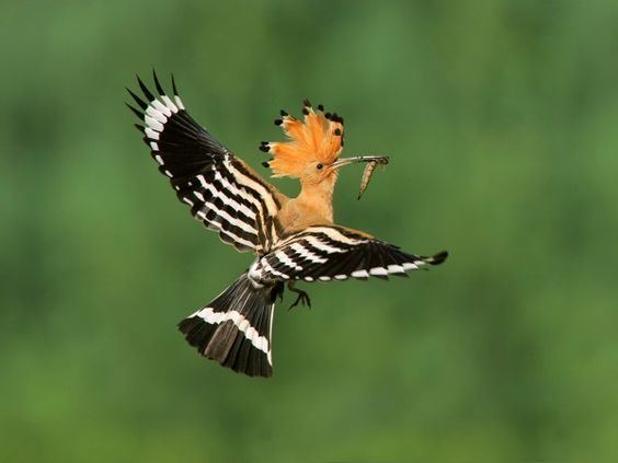 Madagascan hoopoe HOOPOE Upupa epops a colorful bird widespread in Europe Asia