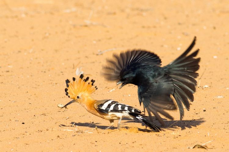 Madagascan hoopoe Crested Drongo attacking a Madagascar Hoopoe to steal its Flickr