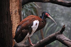 Madagascan ibis httpsuploadwikimediaorgwikipediacommonsthu