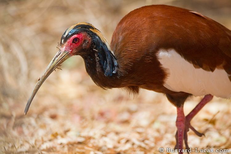 Madagascan ibis Madagascar Crested Ibis BurrardLucas Photography
