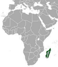 Madagascan pygmy shrew httpsuploadwikimediaorgwikipediacommonsthu