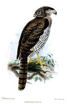 Madagascan serpent eagle httpsuploadwikimediaorgwikipediacommonsthu