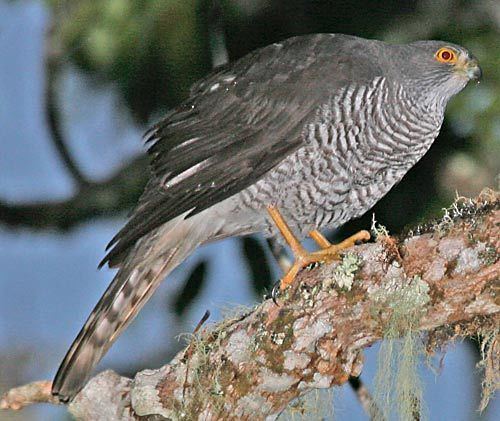 Madagascan sparrowhawk Surfbirds Online Photo Gallery Search Results
