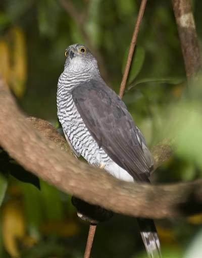 Madagascan sparrowhawk Surfbirds Online Photo Gallery Search Results
