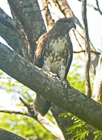 Madagascar cuckoo hawk - Alchetron, The Free Social Encyclopedia