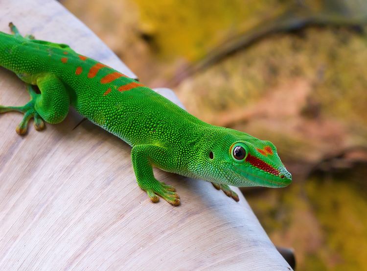 Madagascar day gecko How to Care for Your Madagascar Day Gecko ABDRAGONS