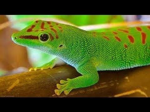 Madagascar day gecko Giant Day Gecko Care YouTube