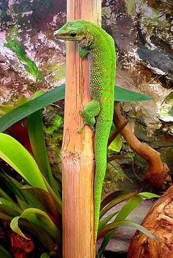 Madagascar day gecko httpsuploadwikimediaorgwikipediacommonsthu