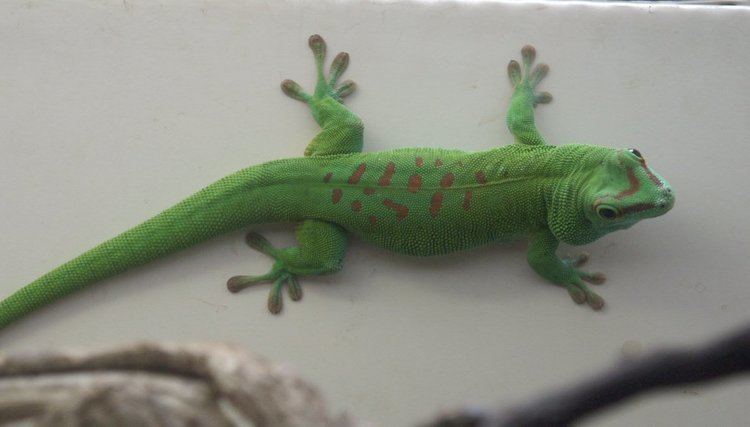 Madagascar day gecko Day Gecko WhoZoo