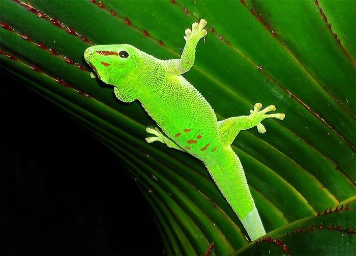 Madagascar day gecko Madagascar day gecko CITES