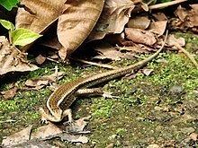 Madagascar girdled lizard httpsuploadwikimediaorgwikipediacommonsthu