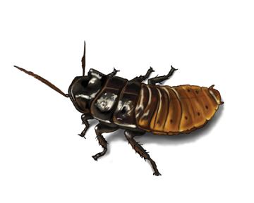 Madagascar hissing cockroach cdnorkincomimagescockroachesmadagascarhissin