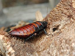 Madagascar hissing cockroach Madagascar hissing cockroach Wikipedia