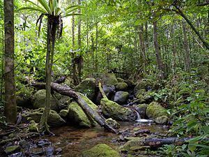 Madagascar lowland forests httpsuploadwikimediaorgwikipediacommonsthu