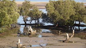 Madagascar mangroves httpsuploadwikimediaorgwikipediacommonsthu