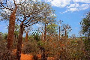 Madagascar spiny forests httpsuploadwikimediaorgwikipediacommonsthu