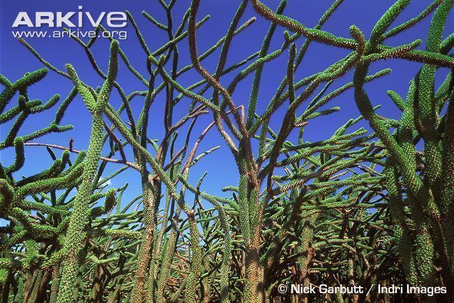 Madagascar spiny forests Verreaux39s sifaka photo Propithecus verreauxi G5011 ARKive