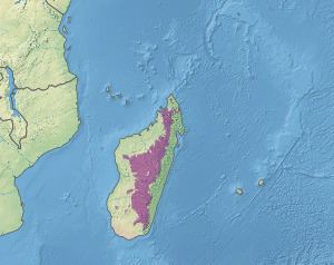 Madagascar subhumid forests httpsuploadwikimediaorgwikipediacommonsthu