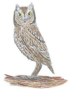 Madeiran scops owl httpsuploadwikimediaorgwikipediacommonsthu