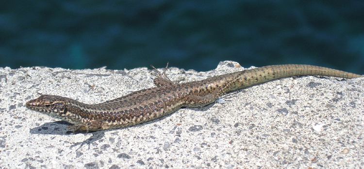 Madeiran wall lizard coast2jpg