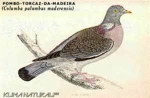 Madeiran wood pigeon wwwtaenoscomimgITISColumbapalumbusmaderensi