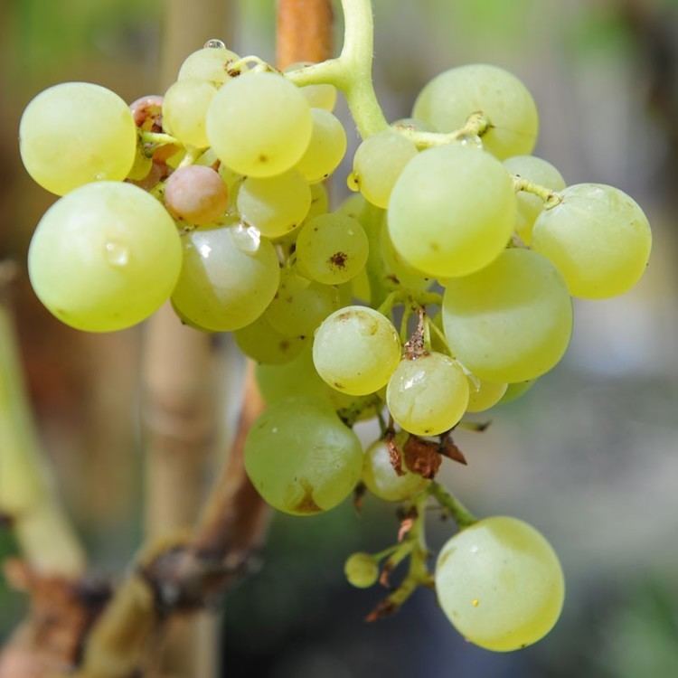 Madeleine Angevine Grape Vine 39Madeleine Angevine39 Vitis vinifera
