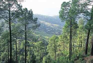 Madhu Forest httpsthegreenplotfileswordpresscom201307f