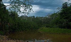 Madidi River httpsuploadwikimediaorgwikipediacommonsthu