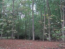 Madingley Wood httpsuploadwikimediaorgwikipediacommonsthu