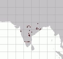 Madras treeshrew httpsuploadwikimediaorgwikipediacommonsthu