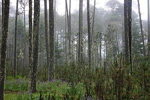 Madrean pine-oak woodlands Madrean pineoak woodlands Wikipedia