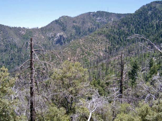 Madrean pine-oak woodlands Madrean pineoak forestwoodland on mountains derived mostly from
