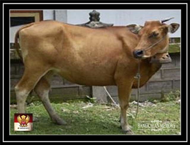 Madura cattle s25postimgorgcwpinshfzsapi2jpg