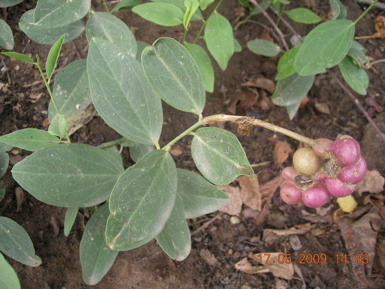 Maerua oblongifolia wwwwestafricanplantssenckenbergdeimagespictur
