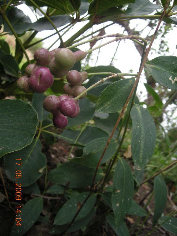 Maerua oblongifolia West African Plants A Photo Guide Maerua oblongifolia Forssk