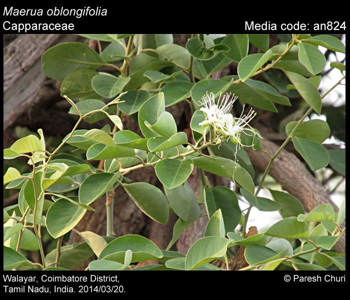 Maerua oblongifolia Larval host plants Maerua oblongifolia Butterflies of India