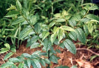 Maesopsis eminii Agrofostree Species profile