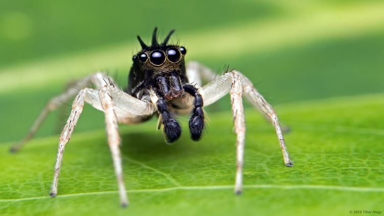 Maevia inclemens Maevia inclemens dimorphic jumping spider Male Maevia incl Flickr
