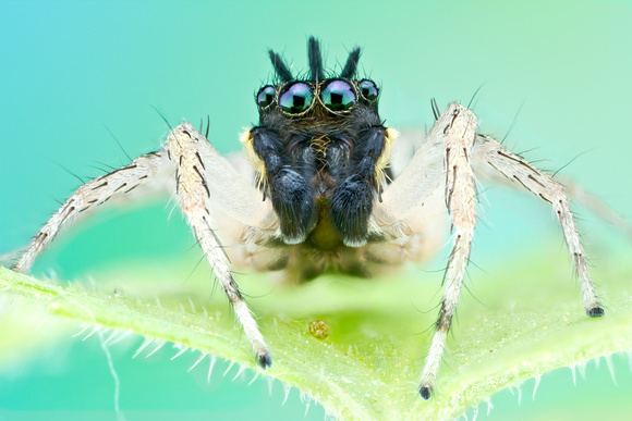 Maevia inclemens Colin Hutton Photography Spiders Dimorphic Jumping Spider