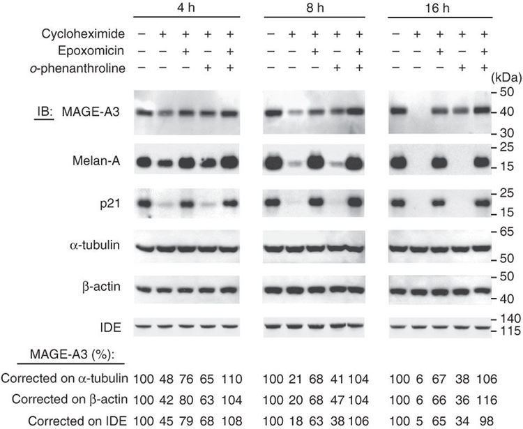 MAGEA3 Degradation of the MAGEA3 protein in melanoma cells Production