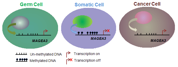 MAGEA3 MAGEA3 melanoma antigen family A 3