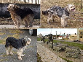 Magellan sheep dog httpsuploadwikimediaorgwikipediacommonsthu