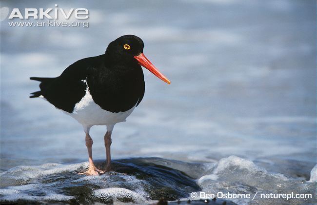 Magellanic oystercatcher Magellanic oystercatcher videos photos and facts Haematopus