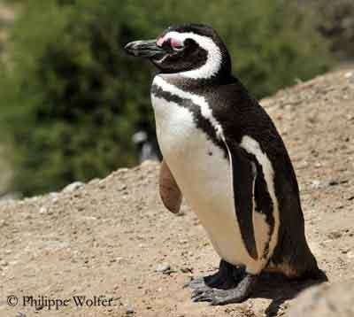 Magellanic penguin Magellanic Penguin