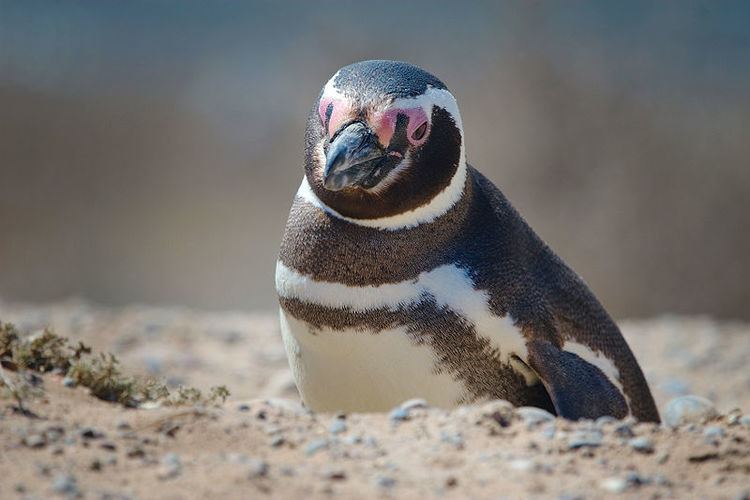 Magellanic penguin Magellanic Penguin Spheniscus Magellanicus Animals AZ Animals