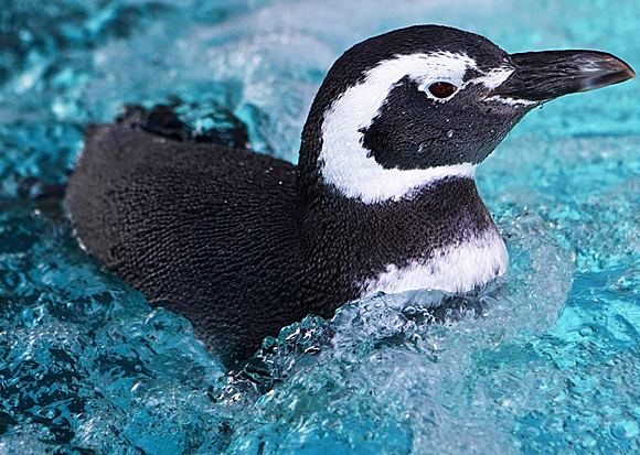 Magellanic penguin Aquarium of the Pacific Online Learning Center Magellanic Penguin