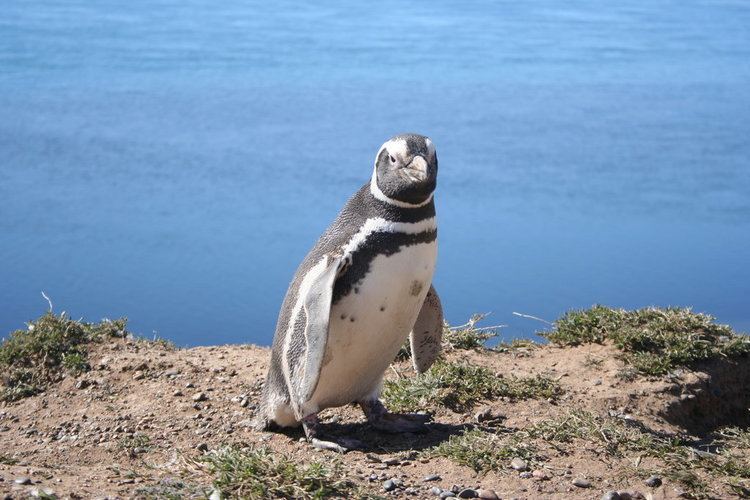 Magellanic penguin httpsuploadwikimediaorgwikipediacommonsaa